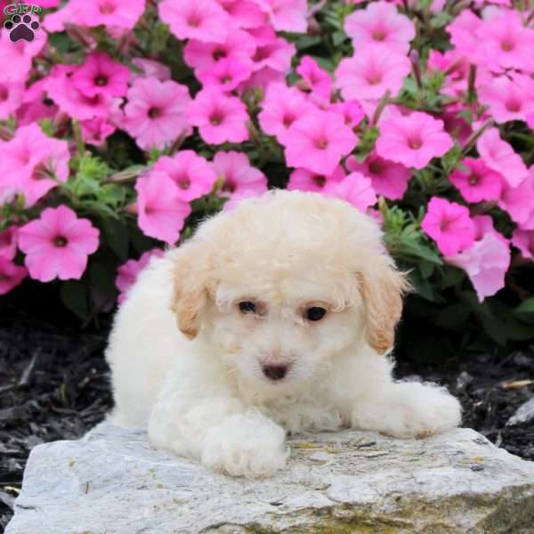Wren, Bich-Poo Puppy