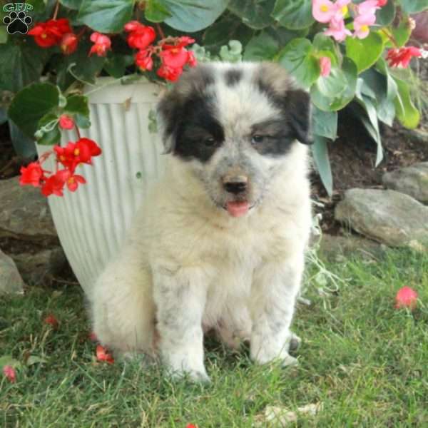 Wren, Great Pyrenees Mix Puppy
