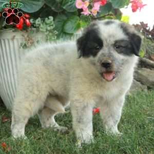 Wren, Great Pyrenees Mix Puppy