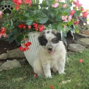 Wren, Great Pyrenees Mix Puppy
