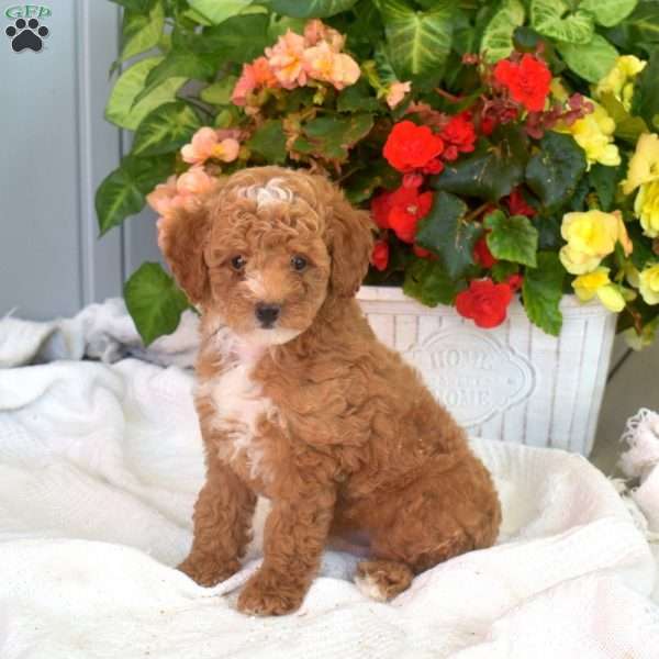 Wrigley, Miniature Poodle Puppy