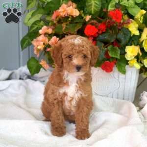 Wrigley, Miniature Poodle Puppy
