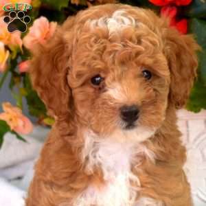 Wrigley, Miniature Poodle Puppy