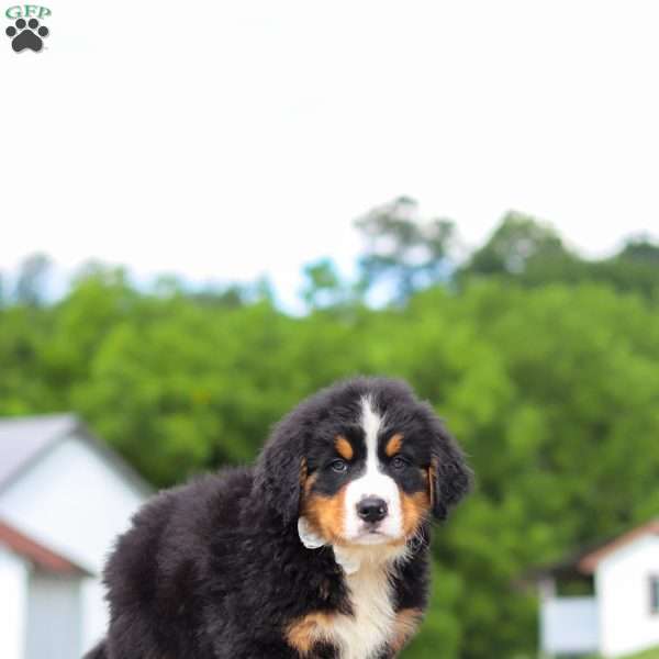 Wyatt, Bernese Mountain Dog Puppy