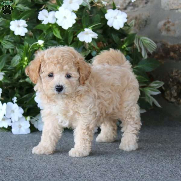 Wyatt, Bich-Poo Puppy