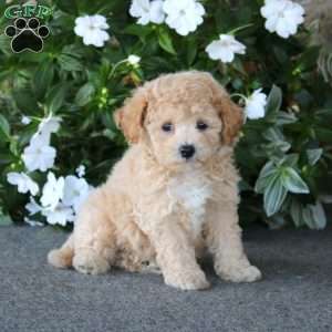 Wyatt, Bich-Poo Puppy