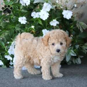 Wyatt, Bich-Poo Puppy