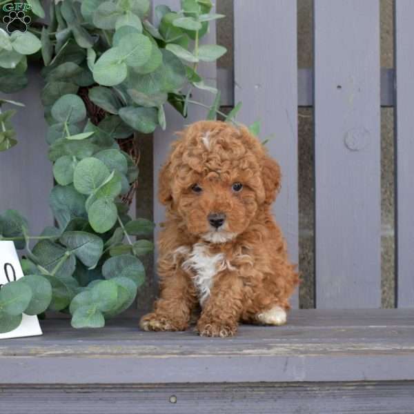 Yogi, Toy Poodle Puppy