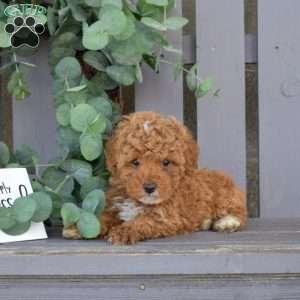 Yogi, Toy Poodle Puppy