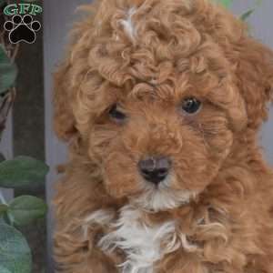 Yogi, Toy Poodle Puppy