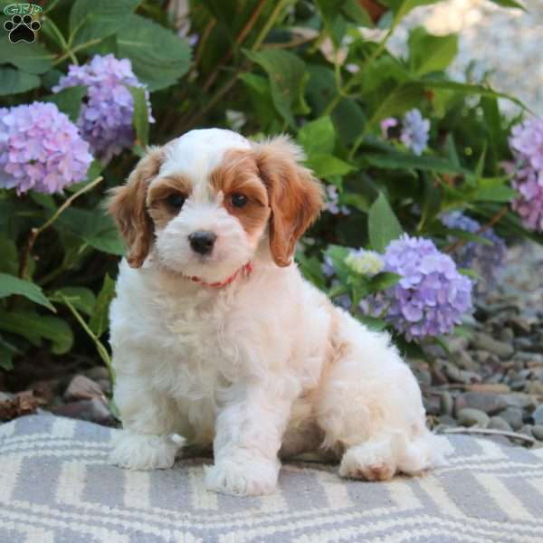 Zach, Cavapoo Puppy