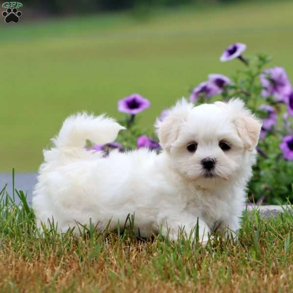 Zach, Maltese Puppy