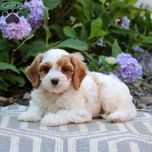 Zach, Cavapoo Puppy