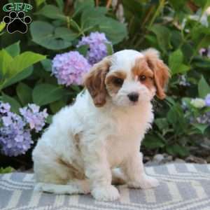 Zach, Cavapoo Puppy