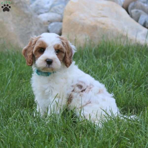 Zade, Cavapoo Puppy