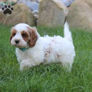 Zade, Cavapoo Puppy