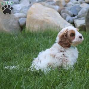 Zade, Cavapoo Puppy