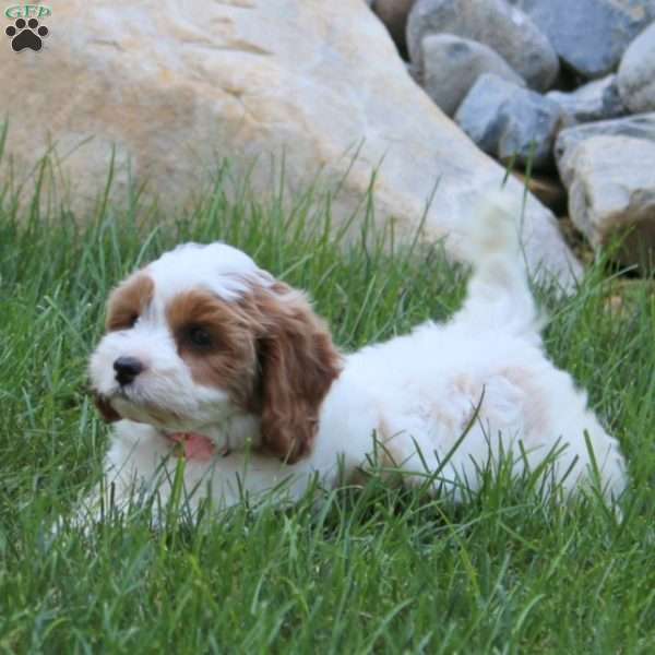 Zala, Cavapoo Puppy