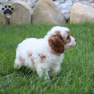 Zala, Cavapoo Puppy