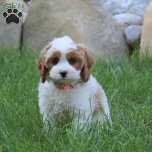 Zala, Cavapoo Puppy