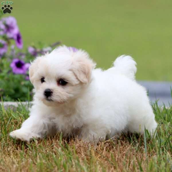 Zally, Maltese Puppy