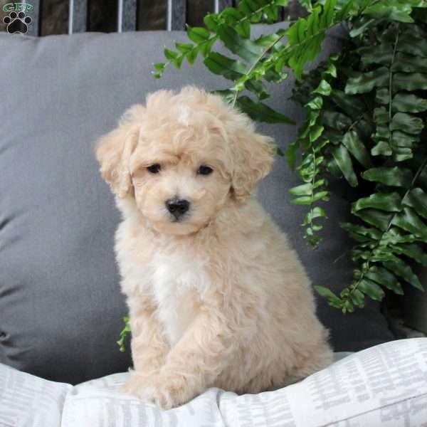 Zayden, Bich-Poo Puppy