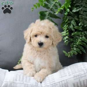 Zayden, Bich-Poo Puppy