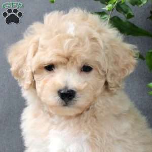 Zayden, Bich-Poo Puppy