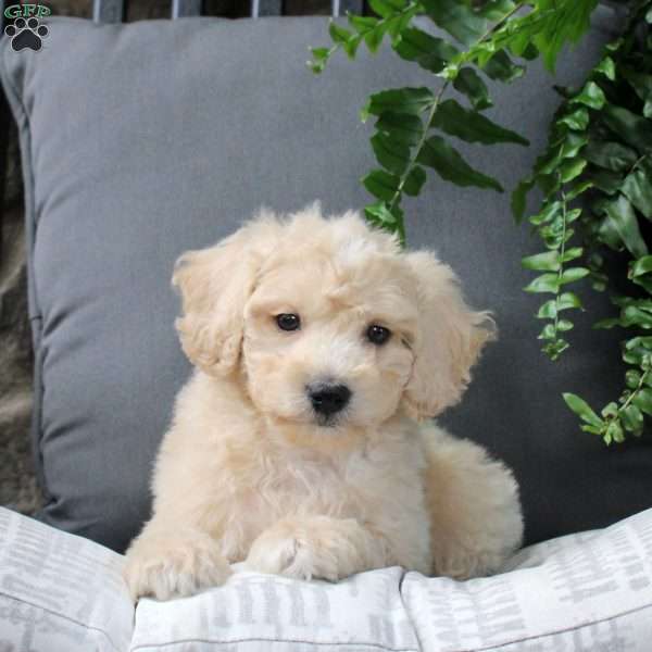 Zayn, Bich-Poo Puppy
