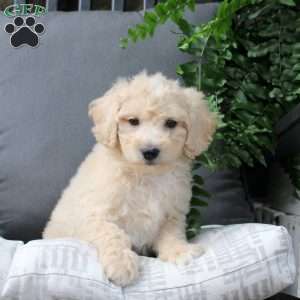 Zayn, Bich-Poo Puppy