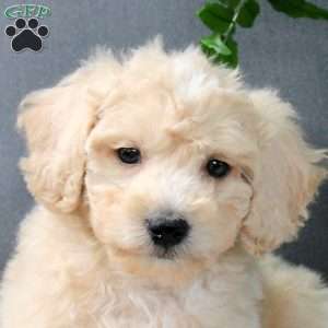 Zayn, Bich-Poo Puppy