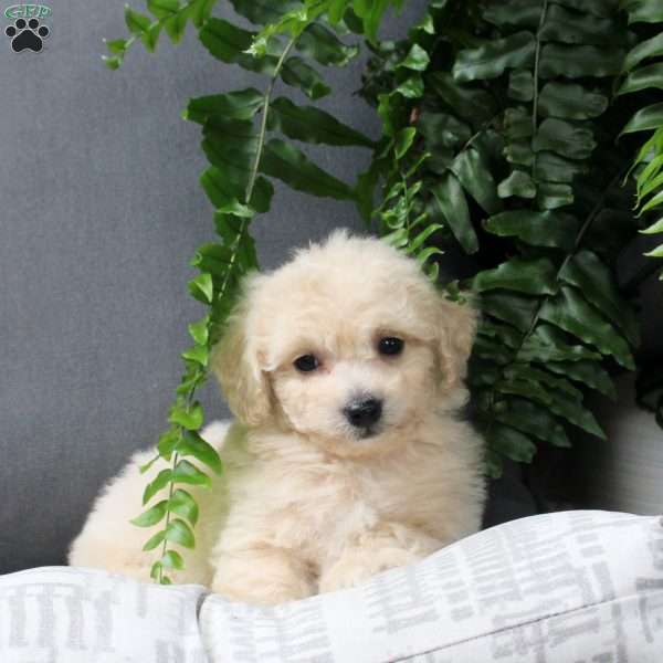 Zeke, Bich-Poo Puppy