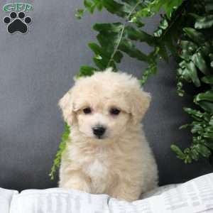 Zeke, Bich-Poo Puppy
