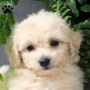 Zeke, Bich-Poo Puppy