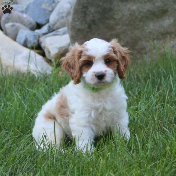 Zeke, Cavapoo Puppy