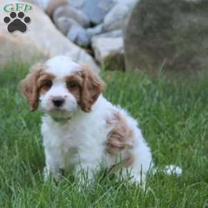 Zeke, Cavapoo Puppy
