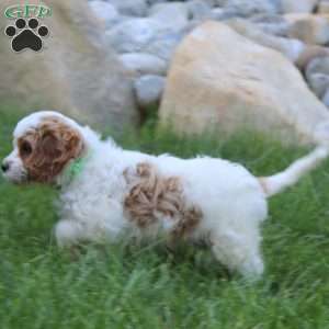 Zeke, Cavapoo Puppy
