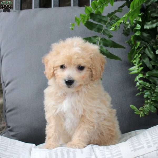 Zev, Bich-Poo Puppy