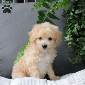 Zev, Bich-Poo Puppy