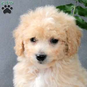 Zev, Bich-Poo Puppy