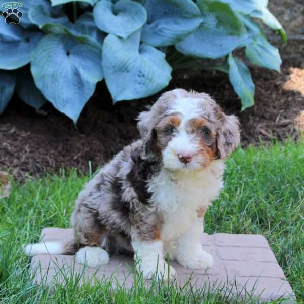 Ziggy, Mini Bernedoodle Puppy