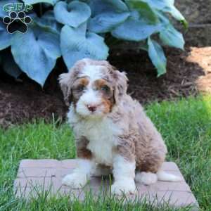 Ziggy, Mini Bernedoodle Puppy