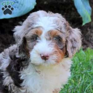 Ziggy, Mini Bernedoodle Puppy