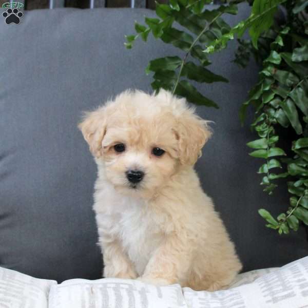 Zinnia, Bich-Poo Puppy
