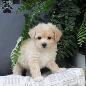 Zinnia, Bich-Poo Puppy