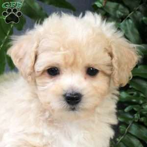 Zinnia, Bich-Poo Puppy