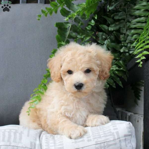 Zion, Bich-Poo Puppy