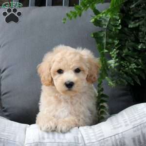Zion, Bich-Poo Puppy
