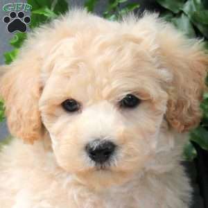 Zion, Bich-Poo Puppy