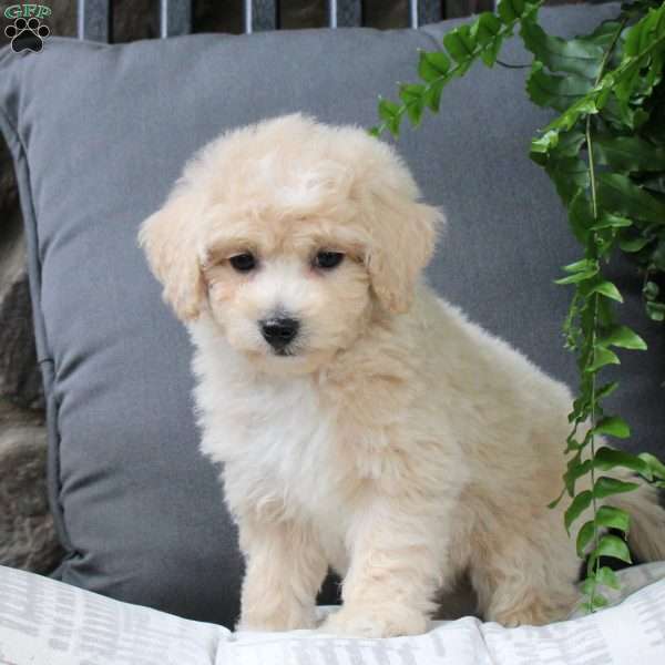 Zoey, Bich-Poo Puppy